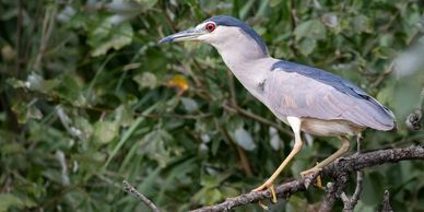 Night Heron is easily found when on a bird watching tour of the Ebro Delta