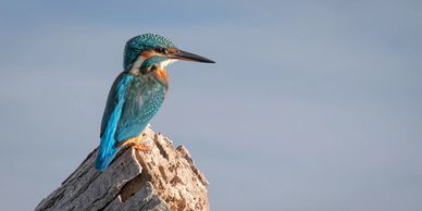 Kingfisher bird photography on a visit to the Ebro Delta in Spain