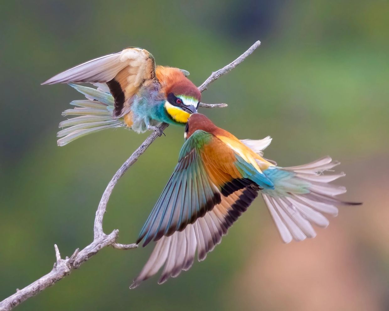 European Bee-eater, taken on a bird photography tour in Spain with Ebro Delta Birding