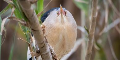 Bird watching boat tour of the Ebro River