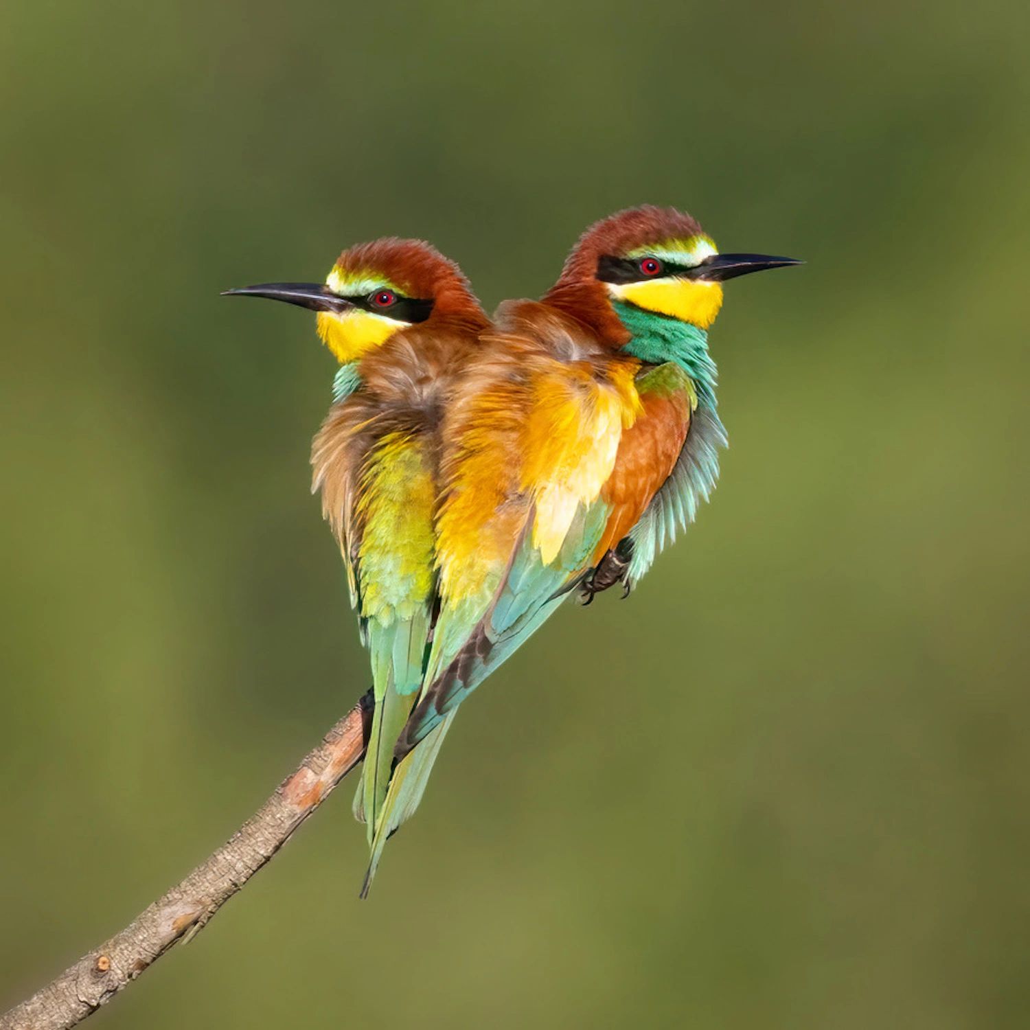 Bird watching holidays in Spain