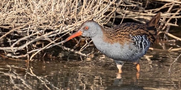 Water Rail at the Ebro Delta