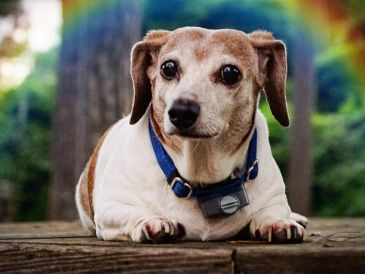 A small dog with a blue collar lying on a wooden surface under a rainbow.