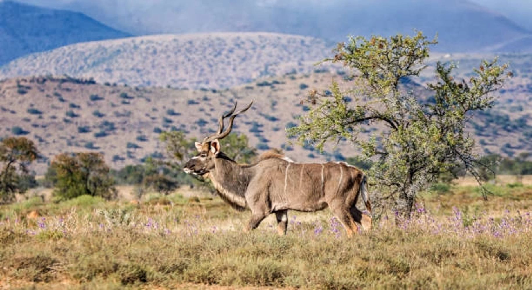 A kudu antelope standing in a grassy savanna with mountains in the background.