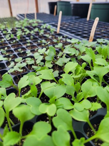 Mustard greens seedlings