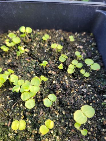 Impatiens seedlings starting to germinate in late February.