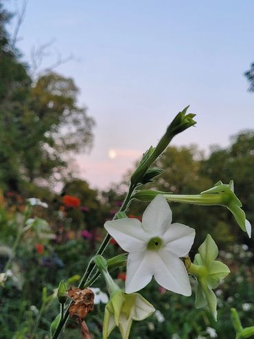 Nicotiana Jasmine