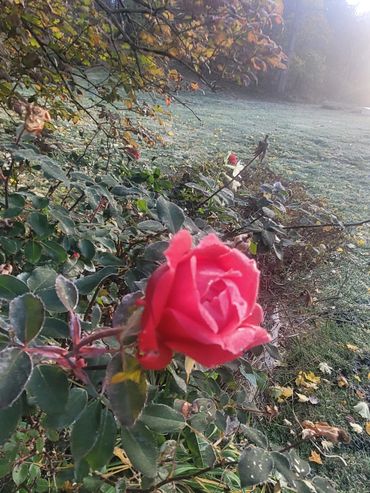 Red rose knockout rose