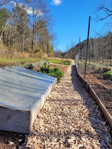 Autumn woodchip path