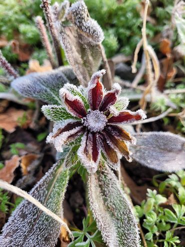 Frost encased Rubeckia.