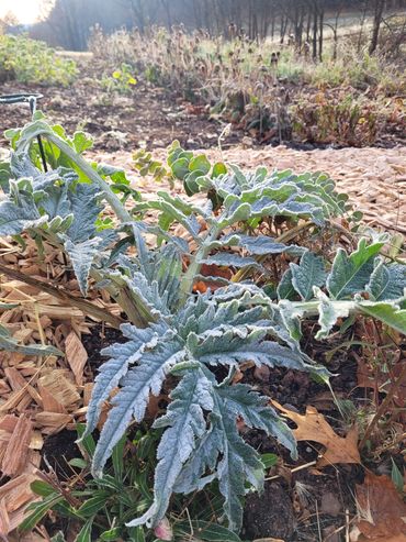 Cardoon dusted with frost