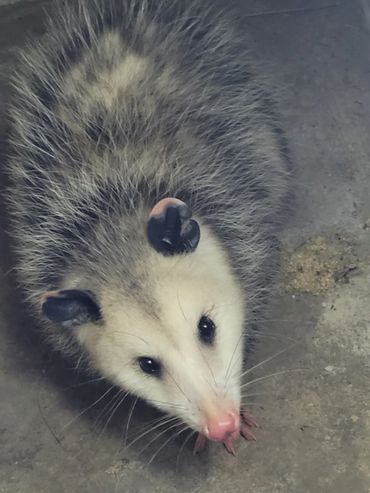 Possum