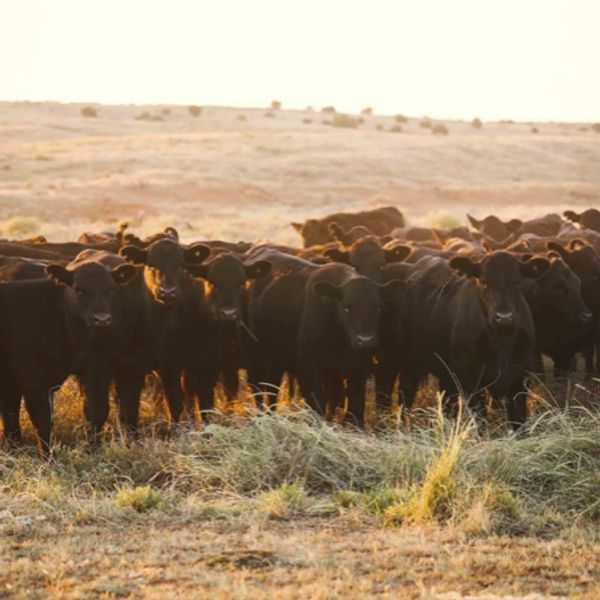 A herd of black cattle standing in a dry grassy field at sunset.