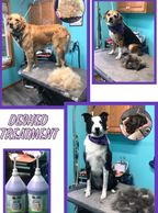 Dog DeShedding Shampoo & Conditioning