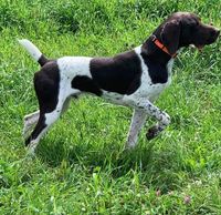 King is a German Short Haired Pointer.