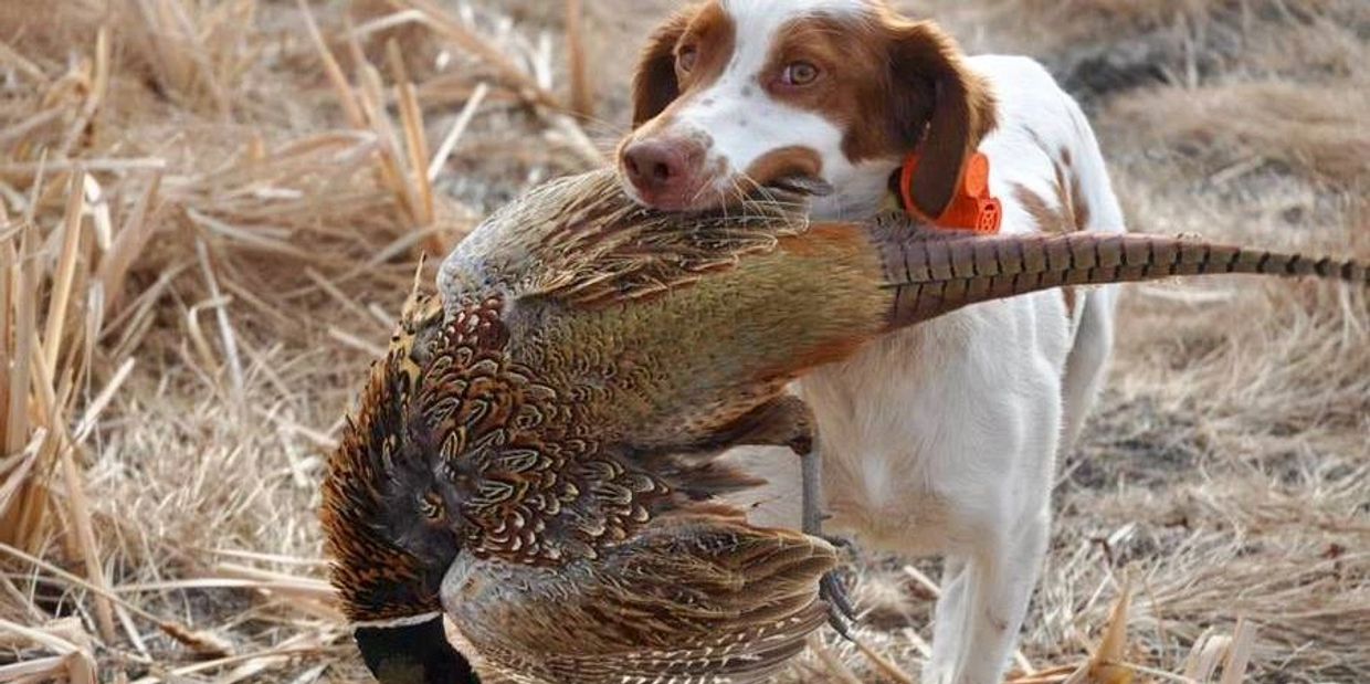 Dog Holding Pheasant