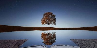 A lone tree reflected in a calm body of water.
