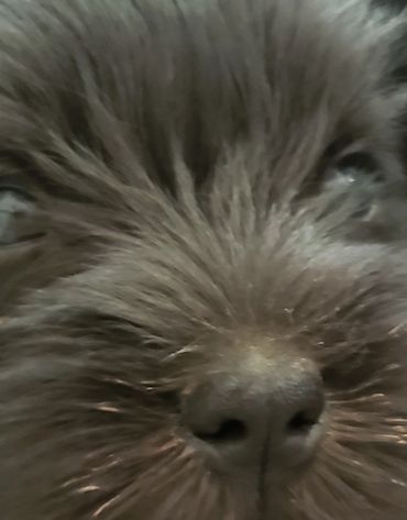 Black miniature schnauzer puppy