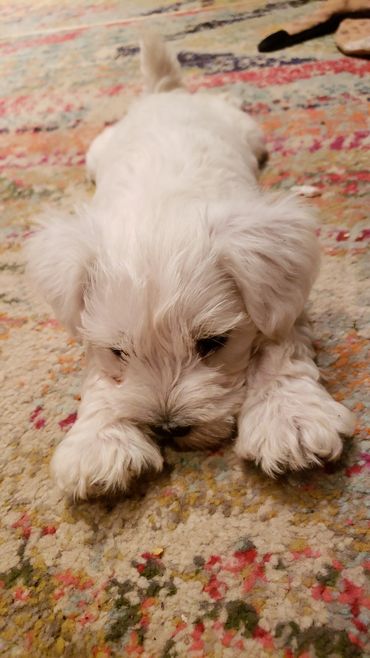 White miniature schnauzer pup