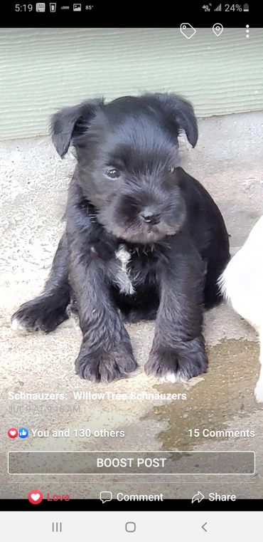 Black miniature schnauzer puppy