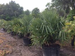 Nursery specializing in Cold Hardy Palms like this Needle palm!