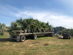 Nursery specializing in Cold Hardy Palms like this truck full of palms!