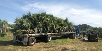 Regenerated Sabal palms ready to ship. These are very cold hardy palm trees and adapt to most soil t