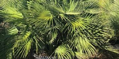 Nursery specializing in Cold Hardy Palms like this European Fan palm!
