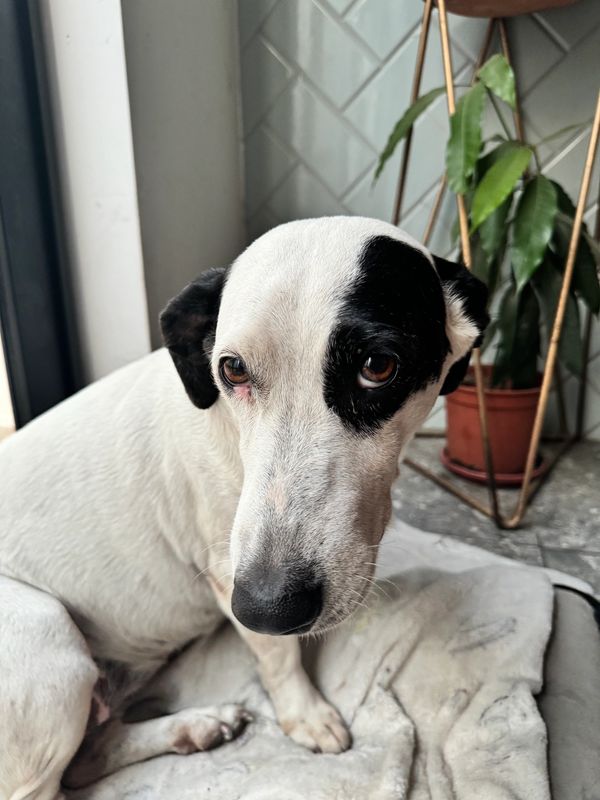 funny dog looking at the camera