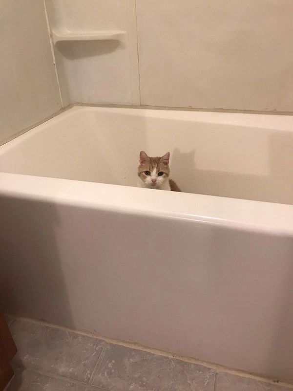 cute cat in bath