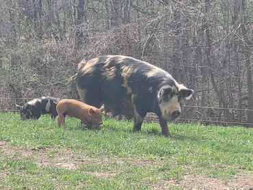 Three pigs grazing on green grass near a wooded area.