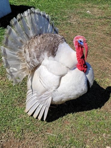 A white turkey with a fanned tail and bright red head on grass.