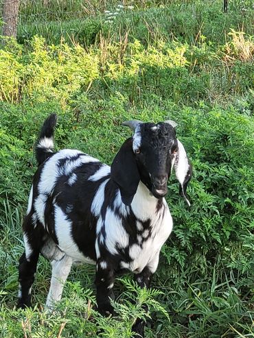 A black and white goat stands in lush green vegetation near a fence.