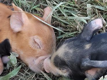 Two piglets touching snouts while lying on grass.