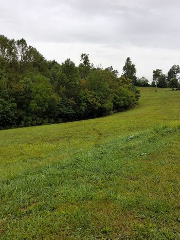 A lush green field with a line of trees under a cloudy sky.
