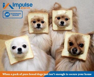 Dogs need protection