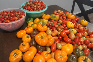 A variety of heirloom tomatoes. Grown locally in Kansas City