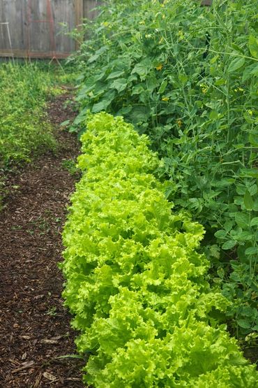 A row of buttercrunch lettuce, companion planted with cucumber