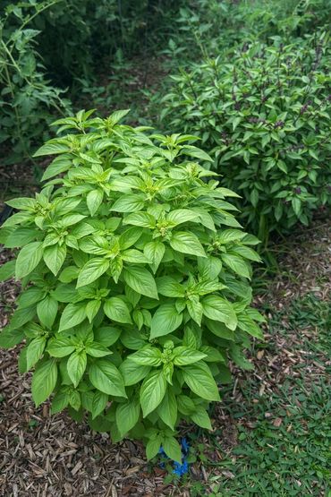 Thai Basil and Holy Basil. Grown locally in Kansas City