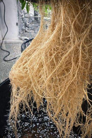 roots of a Thai Basil plant grown in a deep water culture hydroponic system.