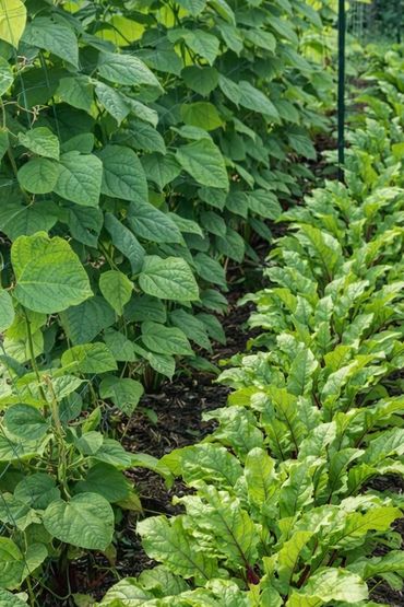 Beets and Green Beans grown locally in Kansas City Missouri