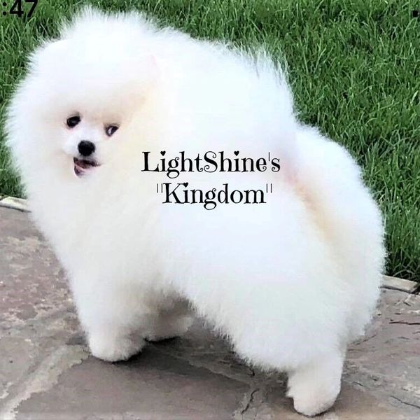 Cute white fluffy bear face adult Pomeranian