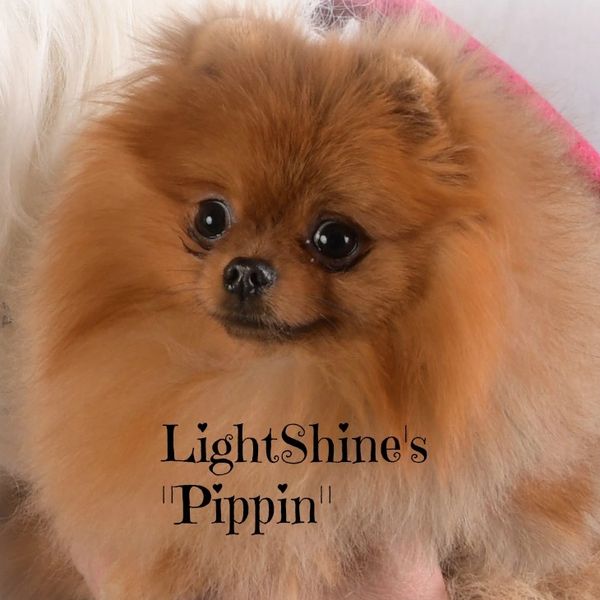 Cute fluffy brown Pomeranian