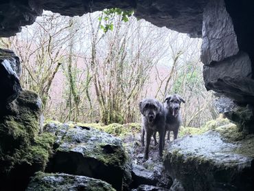 Two shaggy dogs stand at the entrance of a mossy cave in a forest.