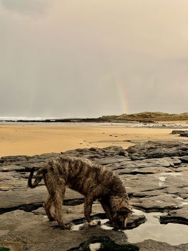 A scruffy dog drinks from a rock pool on a beach with a faint rainbow in the background.
