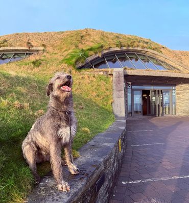 Large fluffy dog sitting outside a green grass-covered building with glass windows.