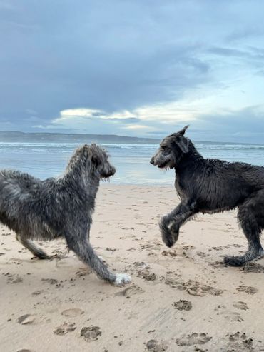 Two shaggy dogs play on a sandy beach near the ocean under a cloudy sky.