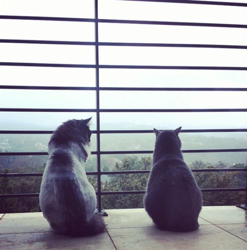 A Russian Blue and Mainecoon cat enjoying the view and are waiting for their pet sitter