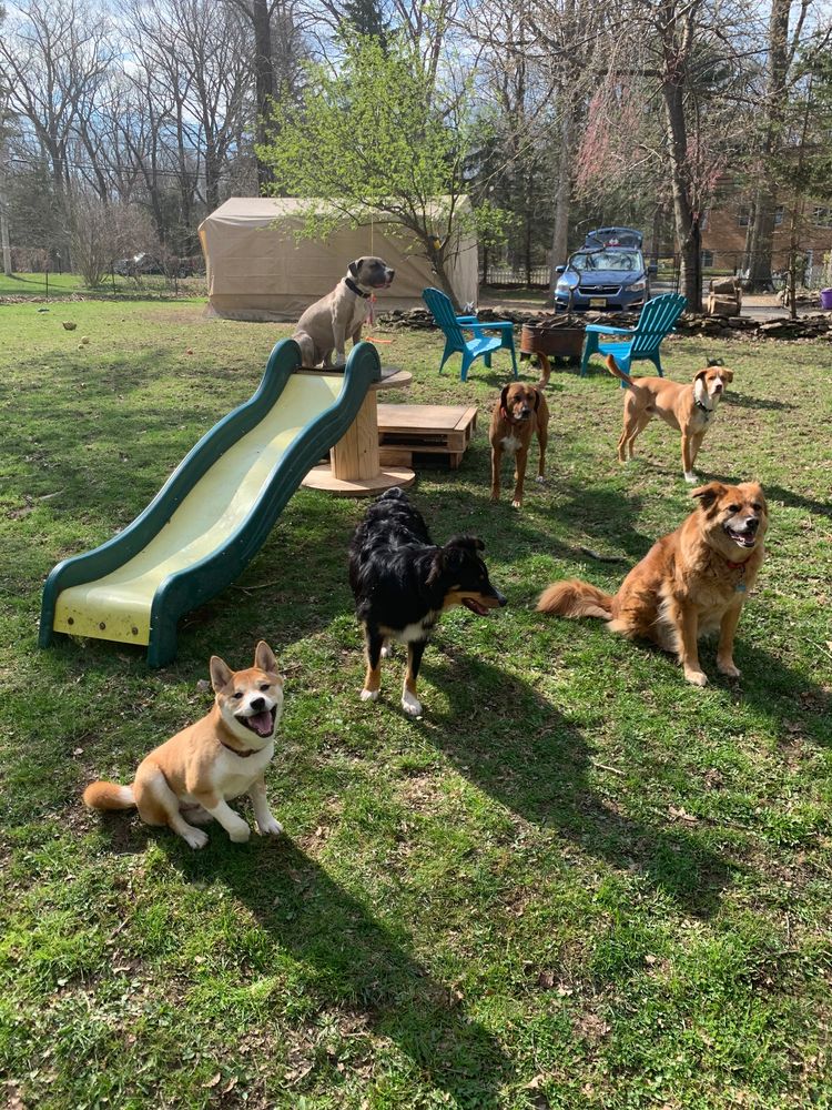 Day care at Blissful Wags