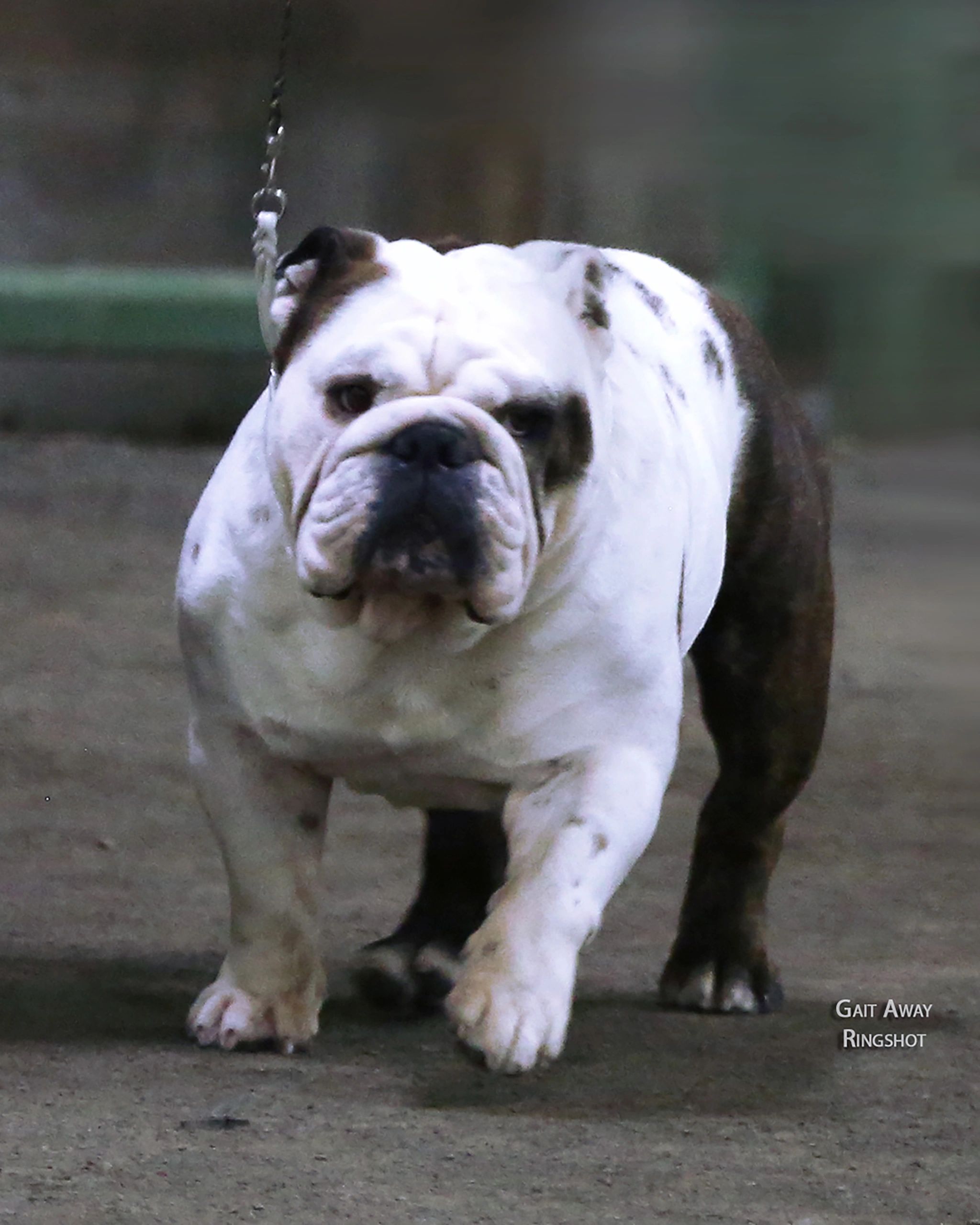 EZ is the son of GCH Rogue and GCH Olivia. Born in June of 2018.